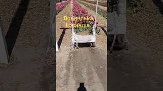 краса #shortvideo #ukraine #nature #літо #природа #весна #весна2024