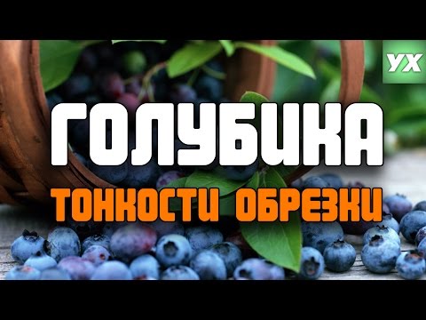 ГОЛУБИКА, ТОНКОСТИ ОБРЕЗКИ