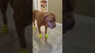 silicone dog boots
