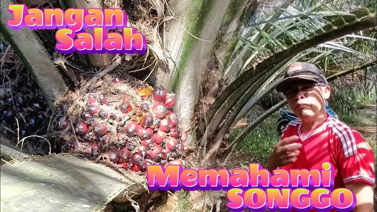 Petani Pemula Wajib Pahami Pengertian Songgo Untuk Sawit Bersertifikat 