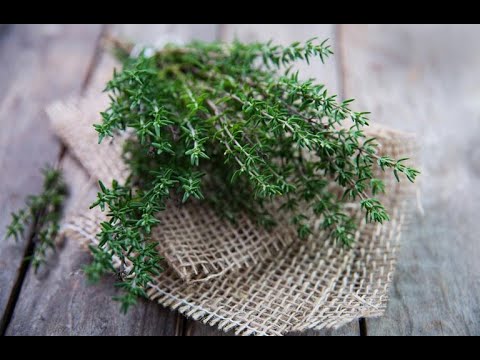 Video Theo Y học cổ truyền dân gian Việt Nam Cỏ xạ hương... - youtube