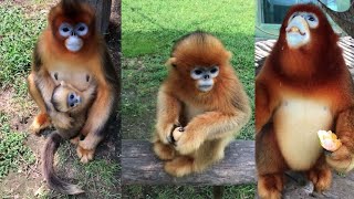 Cute golden Snub-nosed monkey [ Shorts Video New ]