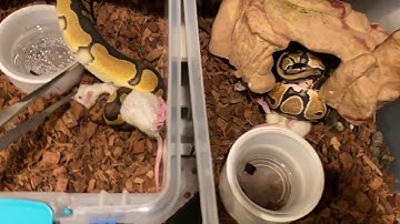Ball python live feeding video