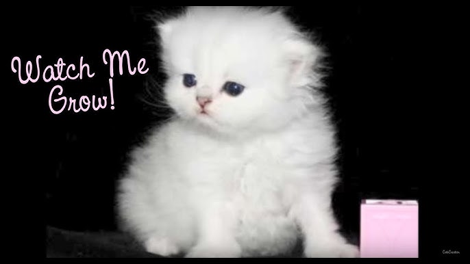 Cute Kittens Playing - Golden Persian Teacup Kittens For Sale At  Catscreation.Com! - Youtube