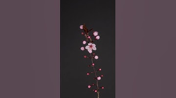 Thumbnail of Plum Blossom Perfection: A Time-Lapse of Nature’s Beauty Unfolding #shorts #timelapse #subscribe
