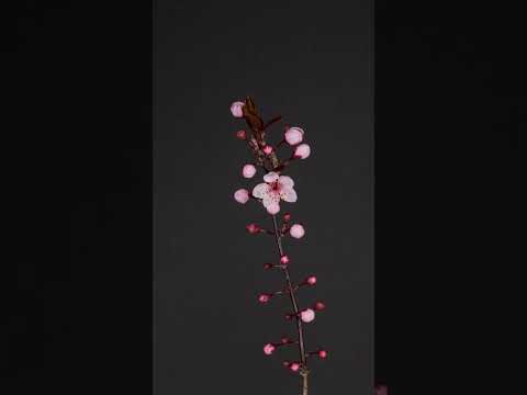Plum Blossom Perfection A Time Lapse Of Natures Beauty Unfolding Shorts Timelapse Subscribe Plum Blossom Perfection A Time Lapse Of Natures Beauty Unfolding Shorts Timelapse Subscribe