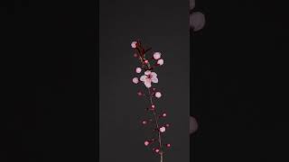 Plum Blossom Perfection: A Time-Lapse of Nature’s Beauty Unfolding #shorts #timelapse #subscribe