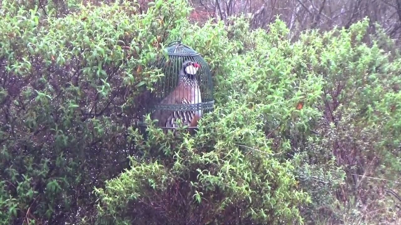 ALGARINO, cazando bajo el diluvio, 26-01-2025