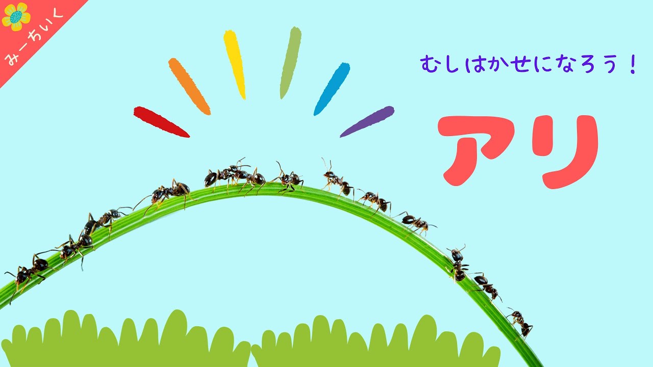 【知育動画】アリについて知ろう!!〜むし博士になろうシリーズ〜3歳/4歳/5歳/6歳/ - YouTube