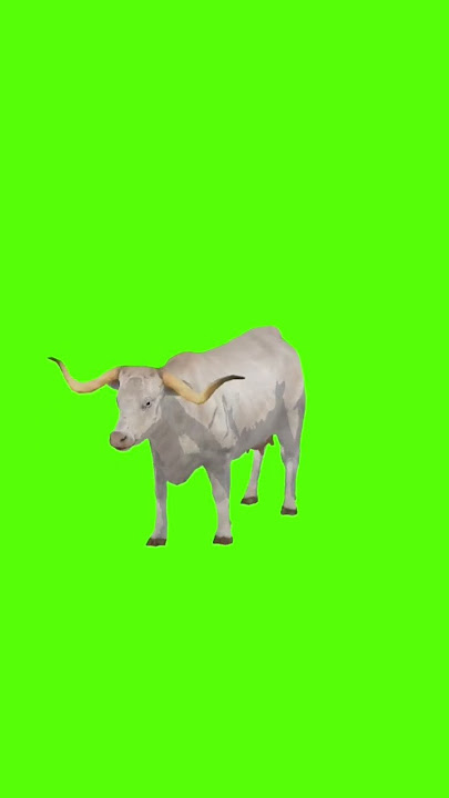 Sapi Grren Screen | Animasi Green Screen
