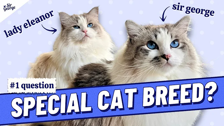 Video 10363631: blue lynx bicolor, blue breed