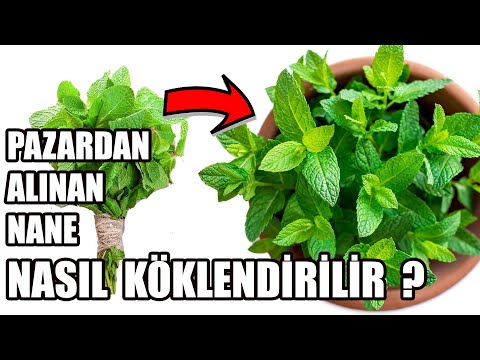 Nane Sapından Nane Yetiştirme | Naneden Nane Nasıl Yetiştirilir | Nane Çimlendirme