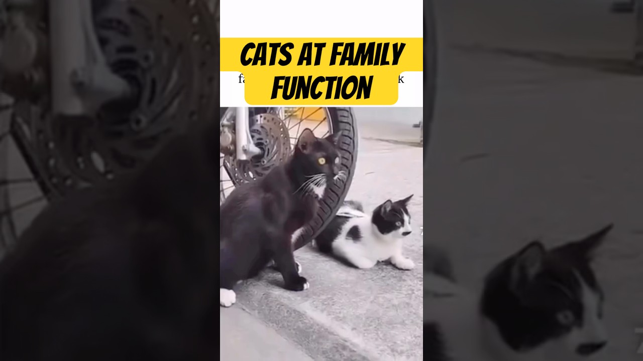 Cats at family function 