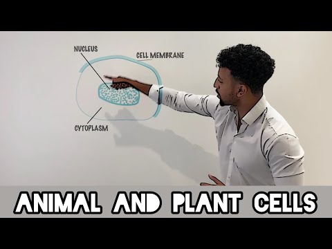 Video: Wat zijn cellen GCSE?