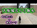 【ジャーマンシェパード】大阪城を散歩する犬【German Shepherd Dog】      A dog walking in Osaka Castle