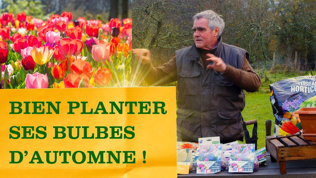 Comment planter des bulbes de tulipes: 8 étapes