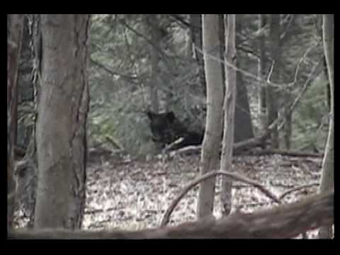 shooting in dc Black Bear and three cubs