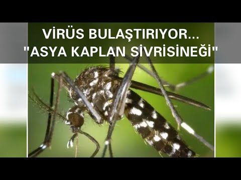 Video: Yağmur Fıçılarında Sivrisinek Üremelerini Önlemenin 3 Yolu