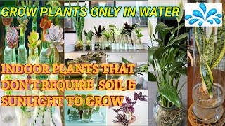 These Indoor Plants do not require soil & sunlight to grow | Grow Plants only in water