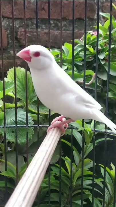 GELATIK MAME JANTAN #finch #gelatik