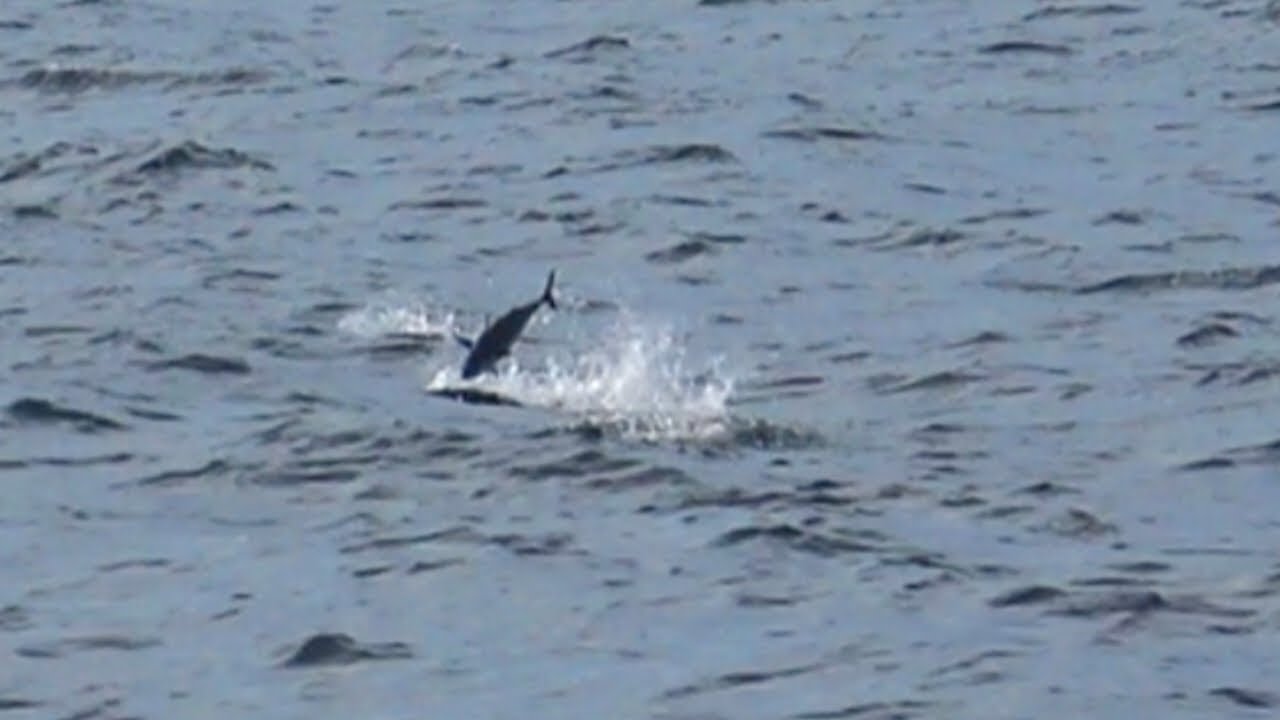 Akhirnyaa‼️ketemu kawanan ratu ikan||queenfish