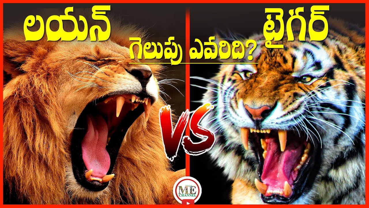 Lion vs Tiger - Leone vs Tora