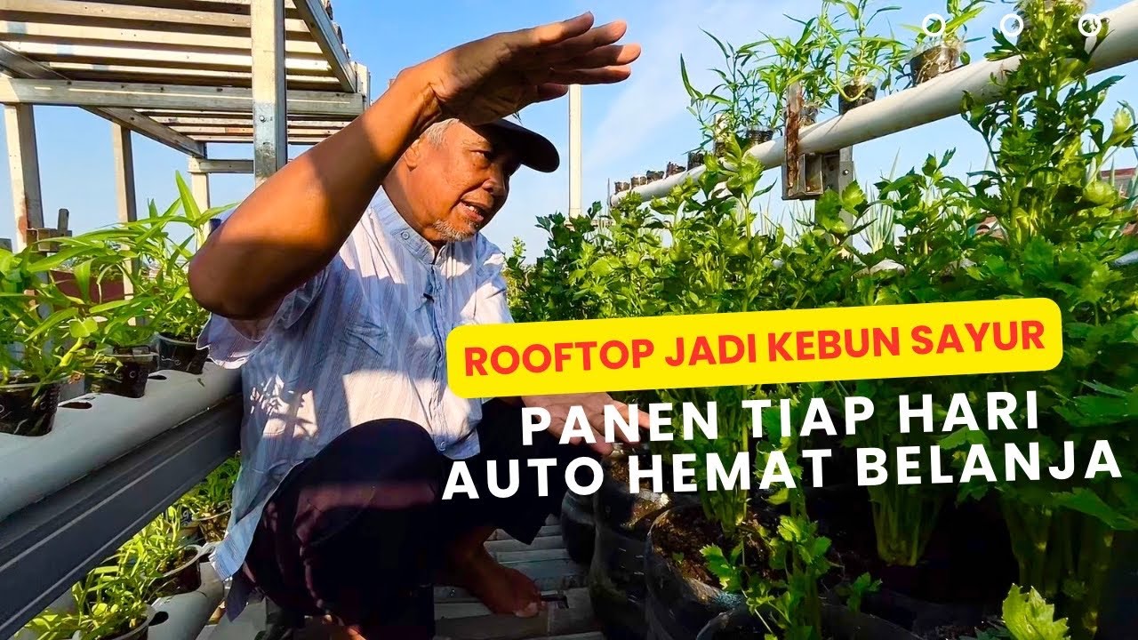 Rooftop Jadi Kebun! Panen Sayur Segar Tiap Hari, Auto Hemat Belanja