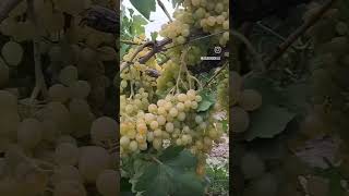 Ben Melamet Hirkasini🌹 Ne Üzüm Ama🌹Haydar Haydar🌹Soli̇st Nazlı Öksüz🌹 Paylaş Resimi