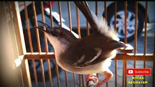 Download lagu Masteran Ampuh CIBLEK NGEBREN Untuk Burung Lomba Masteran Ampuh CIBLEK NGEBREN Untuk Burung Lomba