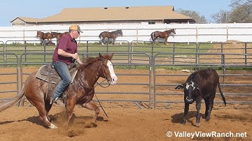 Playnwithmywildthing***For info, price, etc., go to our website*** ValleyViewRanch.net