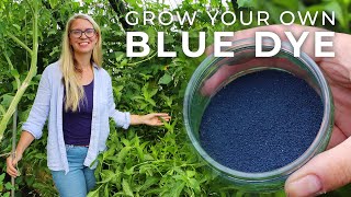 How to Grow Indigo Plants & Process It into Blue Dye