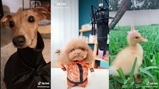 Funny Animals From TikTok Will Make 2020 A Little Better