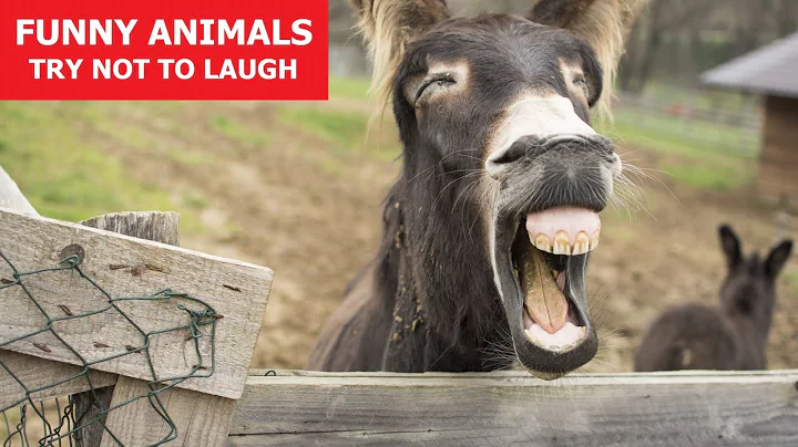 FUNNY ANIMALS #27 | Awesome Pet Videos | Fails | Reactions | Try Not To Laugh  ANIMALS FUN CLUB