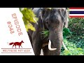 Episode #48 - Elefantenheilanstalt in Chiang Rai 🐘 und der berühmte White Temple - Weltreisevlog 🇹🇭