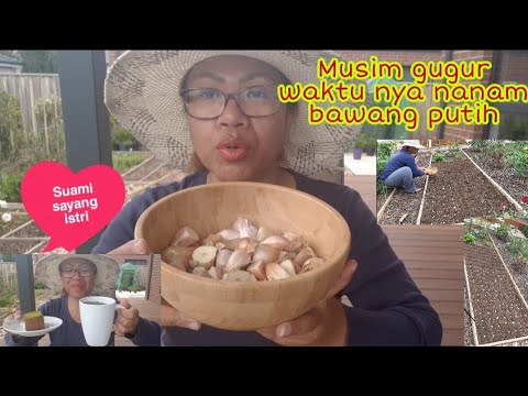 Video: Menanam Bawang Putih Pada Musim Gugur: Nuansa Penting