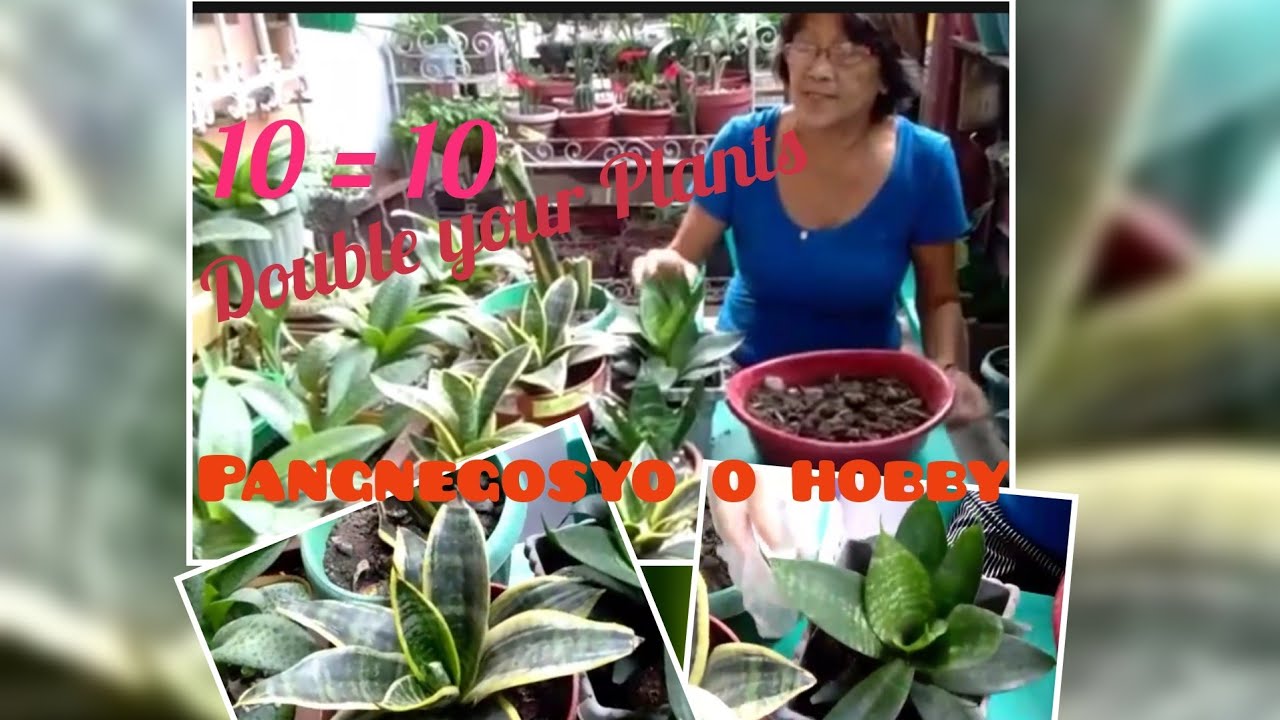 Snake plant | Propagating Snake Plants - YouTube