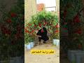 طريقة رائعة لزراعة الطماطم فى المنزل 