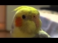 Фомка говорит - птичка хорошая, я тебя люблю:)