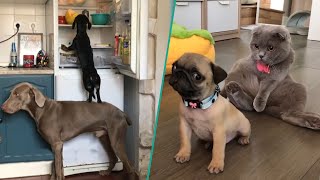 Ultimate Funny Dogs Compilation | The Most Viral Dogs Videos On The Internet 2023! 🐶