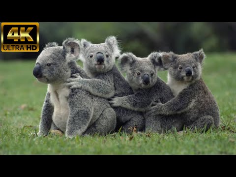 Cute Koala Bear And Relaxing Music, 4K Ultra HD | Sollunga Cassette