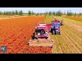 Chili peppers harvest in nw chinas xinjiang