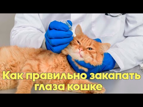 КАК ПРАВИЛЬНО ЗАКАПАТЬ КОШКЕ ГЛАЗА. Советы Ветеринарного Врача.