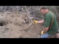Coyote Flat Set how to trap more coyotes with a shell