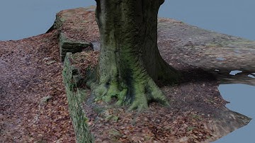 Stone steps with autumn leaves and a tree | Photogrammetry