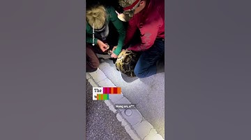 Hunters catch record breaking python