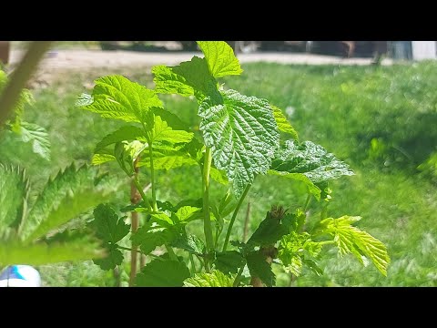 Video: Îngrășământ pentru plante de zmeură: Cum să fertilizați un tufiș de zmeură