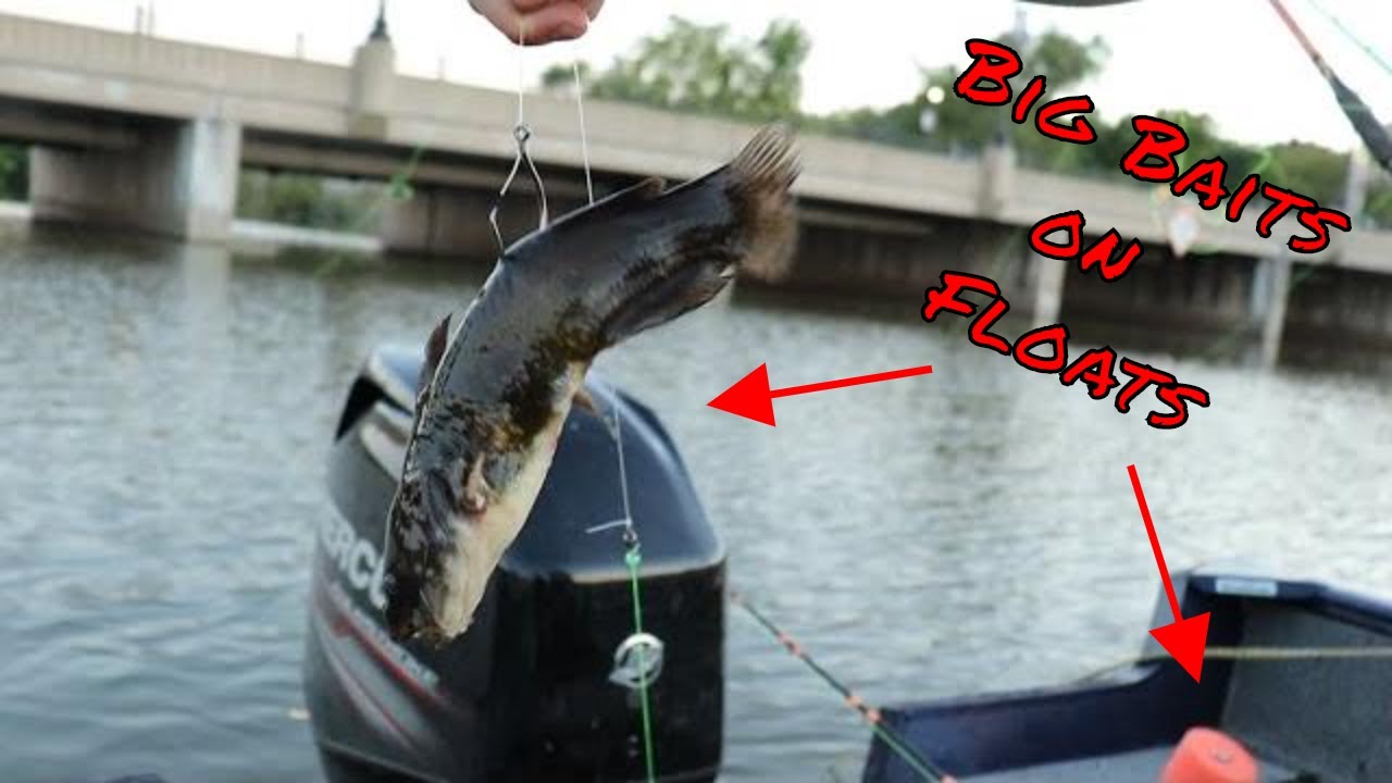 BIG Baits on Bobbers for Flathead Catfish 