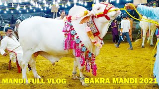 Cow Mandi 2021 - Atang Cow - Vip Tents - Cattle Farms - Cow - Bull - Dangerous Cow