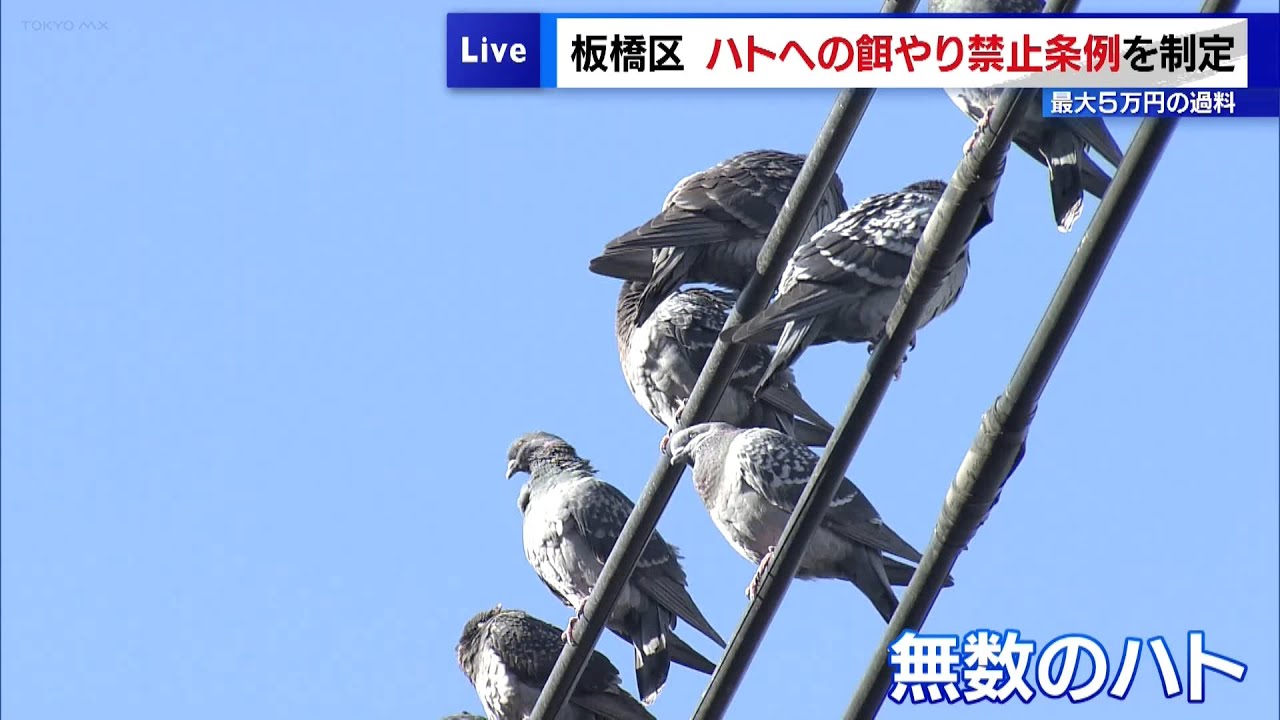 板橋区がハトの餌やり禁止条例を制定 最大5万円の過料｜TOKYO MX+