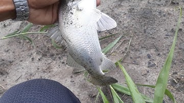 Lua Cá Chẽm Ở Xã Lý Nhơn Huyện Cần Giờ